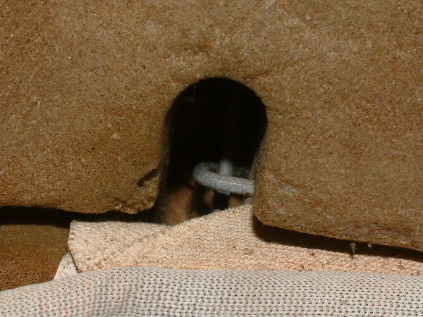 Le crochet pris dans la mousse